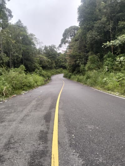 The image shows a winding asphalt road with a yellow line down the middle, disappearing around a bend. The road is bordered by dense, green vegetation, including trees and bushes, which create a lush, natural environment. The foliage is thick and varied, suggesting a forest or jungle setting. On the left side of the road, near the edge, there appears to be some litter. The sky is overcast, with a pale, diffused light, indicating a cloudy day, possibly after rain as the road surface appears slightly damp. There are no people or vehicles visible in the frame. The overall mood is serene and quiet, conveying a sense of solitude and immersion in nature. The location appears to be a rural or remote area, possibly a mountain road given the winding nature and the dense forest. The lack of any identifying signs or structures makes the specific location unknown, but the rich vegetation hints at a tropical or subtropical climate.