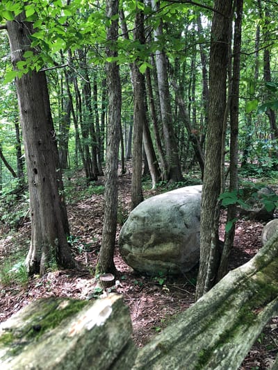 The image depicts a dense forest setting with a prominent large boulder in the center. Several tree trunks, some with moss growing on them, are visible in the foreground and mid-ground, creating a sense of depth and verticality. Green foliage from the trees fills the upper portion of the image, suggesting a vibrant, natural environment. The ground is covered with fallen leaves and some patches of grass, indicating an outdoor, possibly wooded area. The lighting suggests it is daytime, with dappled sunlight filtering through the trees. There is no visible text or activity taking place in the image; it is a still nature scene. The presence of the boulder and the dense trees might suggest a park or a natural preserve.