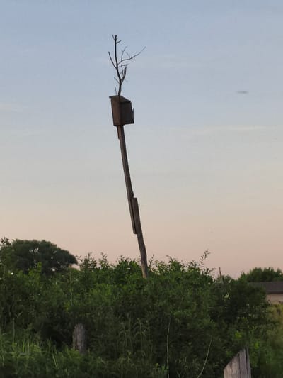 This is a photograph of a birdhouse mounted on a wooden post that leans at an angle. The birdhouse is made of wood and is open at the top, with thin branches extending from it. The post is also wooden and appears to be made of several pieces joined together. The birdhouse and post are set against a pale sky, with a gentle gradient of color from light blue to a soft pinkish hue, suggesting either dawn or dusk. In the foreground, there is dense green foliage, likely bushes and tall grasses, which obscures the base of the post. The overall setting appears to be a natural or semi-rural environment. The photograph does not contain any people or visible signs of human activity other than the birdhouse itself. The location is identified as Ilmino, Russia.