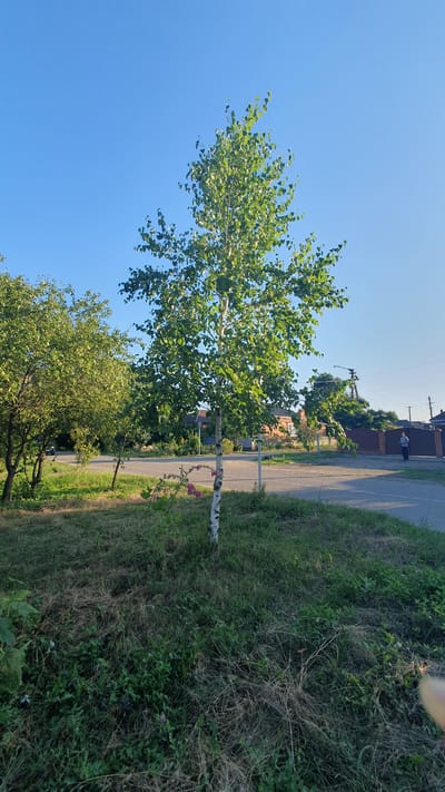 A tall, slender birch tree with vibrant green leaves stands in the foreground, its white, papery bark clearly visible. The tree is situated on a grassy verge bordering a paved road. To the left of the birch, another tree with denser foliage is present. In the background, houses with terracotta roofs, a brown fence, and utility poles are visible. A person is walking on the far right side of the road. The sky is a clear, bright blue, suggesting a sunny day. The scene appears to be a residential area in Ust-Labinsk, Russia, likely during daylight hours.