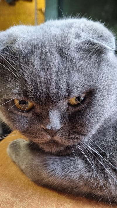 A close-up, head-on shot shows a Scottish Fold cat with grey fur and yellow eyes. The cat's ears are folded forward, and its gaze is directed downwards. The background is blurred, with a yellow and dark green area visible. The cat is positioned on a wooden surface. The image provides no information about the location in the city of Vysokoe, Russia.