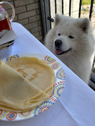 A fluffy white Samoyed dog is looking at a plate of crepes on a white tablecloth. The dog is on the right side of the image, and its head and shoulders are visible. The dog has its tongue slightly out, suggesting it is interested in the food. The crepes are on a decorative plate with a colorful pattern. In the background, there is a glass pitcher filled with a red liquid. The scene appears to be set outdoors, possibly on a balcony or patio, with a brick wall and a railing visible. The location is specified as Šušanj, Montenegro.