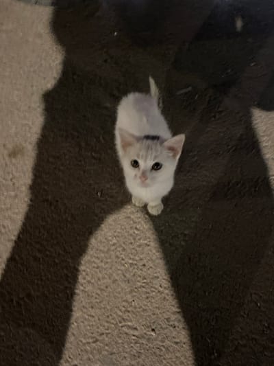 A small, white-furred kitten with light-colored eyes and a pink nose is positioned on a textured, dark ground surface, consistent with asphalt or rough concrete, in Fez, Morocco. The kitten is facing upwards, looking directly at the viewer, with its ears erect. A subtle, dark linear marking is visible on the top of its head, between the ears. The environment is under low-light conditions, with a primary light source positioned above the scene. This illumination casts two distinct, elongated, human-shaped shadows on the ground, originating from the lower left and bottom center of the frame and converging towards the kitten's location. The ground exhibits varying shades of dark grey and black, indicating surface irregularities.
