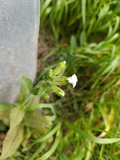 A close-up, slightly blurry, high-angle shot captures a small white flower emerging from a cluster of green buds. The flower has delicate, crinkled petals. The buds are elongated and covered in fine hairs, with distinct green stripes. A thin green stem supports the flower and buds. To the left of the flower is a large, out-of-focus grey object, possibly a pipe or column. The background is filled with soft-focus green foliage, indicative of a grassy area or vegetation. The scene appears to be outdoors, possibly in a garden or natural setting within Раснянскі сельскі Савет, Belarus. There are no people or animals visible in the image. The lighting is natural, suggesting daylight.