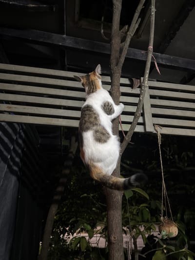 A calico cat is climbing a thin tree trunk in a dimly lit outdoor area. The cat, mostly white with patches of brown and black, is gripping the tree with its paws and has its hindquarters and tail wrapped around the trunk. The cat's tail, which is bushy with black and brown rings, extends downwards. Behind the cat, a series of horizontal light-colored slats are visible, suggesting a fence or outdoor structure. The background consists of dark foliage and what appears to be a dark roof or overhang with metal supports. To the right of the tree trunk, a coconut husk is hanging by a string, with some green leaves visible. The overall impression is of a domestic cat exploring its surroundings in a garden or backyard at night. The location is specified as Tambon Ko Pha Ngan, Thailand.