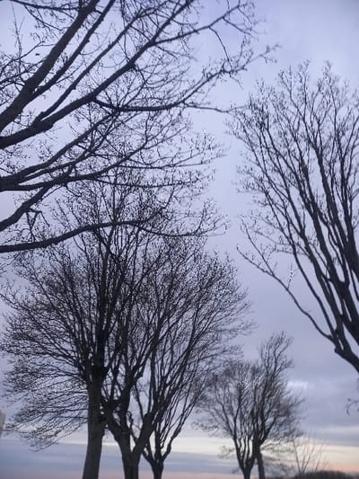 This media file presents an upward-looking view through the bare branches of several deciduous trees against an overcast sky in Givenchy-en-Gohelle, France. The image is oriented sideways; if rotated 90 degrees clockwise, the trees would appear upright.

The main subjects are multiple trees, their dark, intricate networks of branches and twigs creating stark silhouettes against the pale sky. The trees are devoid of leaves, suggesting either winter or very early spring. The perspective is from a low angle, emphasizing the dense, skeletal canopy overhead.

The scene is an outdoor setting, possibly a forest edge, park, or avenue of trees. No human activity or people are visible.

Notable details include the time of day and weather. The sky is a muted, light blue-grey, indicating an overcast day. Towards the right side of the image (which would be the horizon if correctly oriented), there's a subtle band of warmer, lighter tones, hinting at either early morning or late afternoon light breaking through the clouds. No visible text is present in the image.