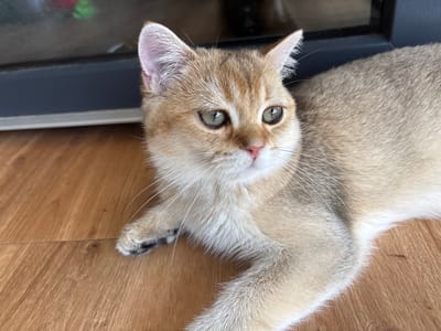 This is a close-up, eye-level shot of a young, golden-colored cat with green eyes. The cat is lying on a wooden floor, with its body extending out of the frame to the right. Its gaze is directed slightly to the right of the camera, giving it a curious and alert expression. The background consists of a dark, horizontal surface which appears to be a piece of furniture or a wall. The lighting suggests it is daytime, likely indoors, as there are no strong shadows. The cat's fur is soft and appears well-groomed, with subtle tabby markings on its head and back. Its whiskers are long and prominent. The scene is calm and peaceful, focusing entirely on the cat. There is no visible text in the image. The location context of Bönnigheim, Germany, is external information and not derived from visual cues in the image itself.