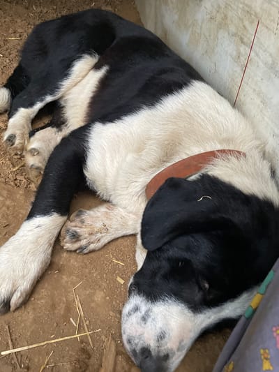 A black and white dog is sleeping on a dirt floor, likely in a kennel or outdoor enclosure, as suggested by the rough concrete or plaster wall in the background and the sparse, dry straw scattered on the ground. The dog is lying on its side, curled up, with its head resting near a piece of patterned fabric. A simple leather collar is visible around its neck. The environment appears rustic and possibly rural, consistent with a location in Zlatograd, Bulgaria, a town known for its preserved Revival-era architecture and traditions, which often include such settings. The lighting indicates it is daytime. There are no people visible in the image.