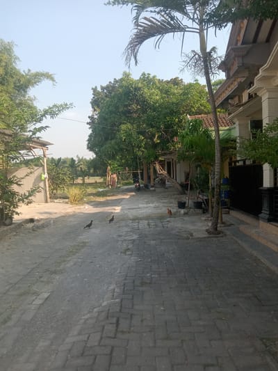 The image depicts a street scene in Stiaji, Indonesia. The foreground is dominated by a pathway paved with interlocking gray bricks, which transitions to a gravel and dirt surface further down the road. Two birds are visible on the dirt section of the path. To the right, a modern building with white and beige decorative elements and a black metal fence runs along the edge of the property. Several potted plants, including a palm tree, are situated near the building. A tall palm tree with dry fronds stands prominently in front of the building. To the left, a simple structure with a corrugated metal roof supported by wooden posts is visible. Beyond this, lush green trees and vegetation line the area, with a glimpse of a field or farmland in the distance. The sky is clear and blue, suggesting a daytime setting. The overall impression is of a semi-rural or suburban residential area.