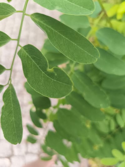 The image is a close-up, vertically oriented photograph of bright green, oval-shaped leaves on a plant stem. The leaves are arranged alternately along the stem. The surface of the leaves shows visible veins. The background is softly blurred, revealing a textured, light-colored surface that appears to be a paved area, possibly cobblestones or bricks, and hints of other green foliage. The lighting suggests it is daytime, and the overall mood is natural and serene, focusing on the detail of the plant. There is no visible text or discernible activity taking place. The location context is Nowy Dwór Mazowiecki, Poland.
