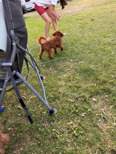 An overhead medium shot captures a brown poodle dog on a grassy lawn, playing with a person who is out of frame. The dog is on a leash that is held by the unseen individual, and it appears to be a playful moment. The background is filled with lush green grass, with scattered fallen leaves and blades of grass. The lighting suggests that it is daytime. In the background, a white RV is visible, hinting at a possible camping or outdoor event. The scene is set in Kazanlak, Bulgaria, a city known for its rose valley and historical sites, adding a touch of regional context to the snapshot.