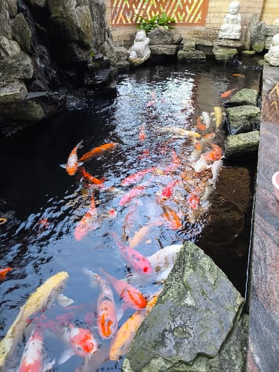 The image displays an artificial koi pond situated in Thành phố Quảng Ngãi, Vietnam. The pond, primarily dark-watered with surface ripples, contains a dense concentration of numerous koi fish exhibiting diverse coloration including orange, white, red, black, yellow, and patterned combinations. Many fish are visible near the water's surface, some with mouths open, suggesting active feeding or anticipation.
The left side of the pond features a constructed rock formation with a small waterfall cascading into the water. The pond's edges are bordered by various rock types; the left and back sections incorporate natural-looking grey stones, some with moss or algae. The right side is defined by a polished, dark grey or black granite-like surface. Several roughly hewn, moss-covered stepping stones are partially submerged along the far edge of the pond.
Above the back edge of the pond, three small, light-colored statues are positioned on the rocks. From left to right, these depict a reclining figure, a seated figure appearing to read a book, and a partially visible third figure on the far right. Behind these statues and above the pond, a decorative wooden lattice screen with geometric patterns is visible, with sparse green foliage behind it. A pink bucket is partially visible on the far right edge of the polished granite border.