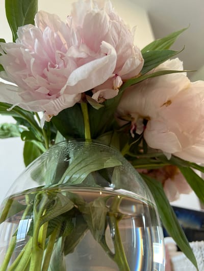 A close-up, low-angle shot captures a bouquet of pale pink peonies in a clear glass vase filled with water. The vase is round and bulbous at the bottom, tapering towards the top. Condensation is visible on the inside of the vase near the water line, and the water refracts light, creating a rainbow effect. The peonies' petals are delicate and layered, with some showing slight wilting or brown spots. Lush green leaves surround the flowers. The background is softly blurred, suggesting an indoor setting with a hint of white wall and possibly a distant object with a dark blue hue. The image was taken in Bunbeg, Ireland.