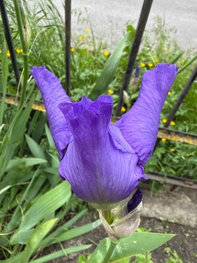 The image captures a vibrant purple iris flower in close-up, presented in a portrait orientation. The iris is the dominant subject, with its distinct, ruffled petals fully open, revealing deep violet hues and delicate vein-like textures. One part of the flower still appears somewhat closed or budding on the right side.
Surrounding the iris is an abundance of green foliage and grass, which forms a natural backdrop. Interspersed within the green are small, bright yellow flowers, visible in the softer focus areas of the background. A dark metal fence or railing runs diagonally through the scene, appearing both behind and partially in front of some of the foliage, suggesting a boundary or a garden setting adjacent to a path. A grey concrete or paved surface is also visible in the background, especially towards the upper left and right.
The scene depicts a tranquil outdoor moment, likely during daytime, under natural light. There are no people visible, and the activity is limited to the natural blooming of the flower. The overall impression is one of natural beauty and growth in an urban or semi-urban green space. No visible text is present in the image. The location context provided is Vinnytsia, Ukraine.