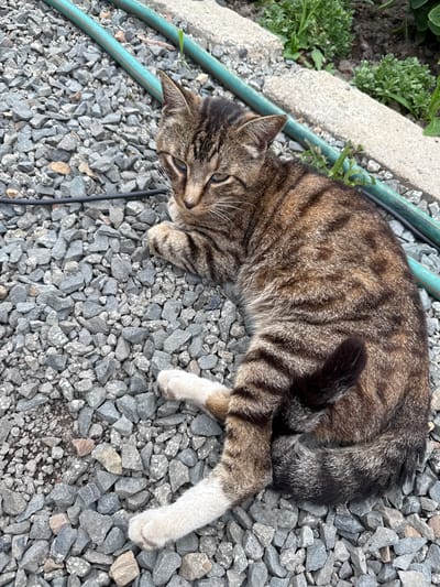 A tabby cat with brown and black stripes and white paws lies on a bed of grey gravel. The cat's tail is curled around its body, and its eyes are open. A green garden hose runs diagonally across the upper right portion of the image, partially obscured by a concrete border. The background shows some green vegetation and more gravel. The scene appears to be outdoors, possibly in a backyard or garden area. There is no discernible indication of the specific location within the city of Подъяпольское, Russia.
