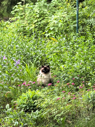 A fluffy cat with pointed ears and striking blue eyes sits nestled among lush green foliage and vibrant pink wildflowers. The cat's fur is a mix of light cream and darker brown, creating a soft, blended appearance. Its gaze is directed forward, seemingly alert to its surroundings. The scene is a densely packed garden or overgrown natural area, with various shades of green leaves dominating the landscape. Scattered throughout are delicate pink blossoms, adding pops of color to the verdant backdrop. In the background, taller, darker green foliage hints at trees or denser bushes, and a thin, dark green pole stands upright, partially obscured by leaves. The overall impression is one of peaceful coexistence between the feline and its natural environment. The lighting suggests it is daytime, with the sunlight filtering through the leaves, creating a soft, natural illumination. There is no visible text in the image.