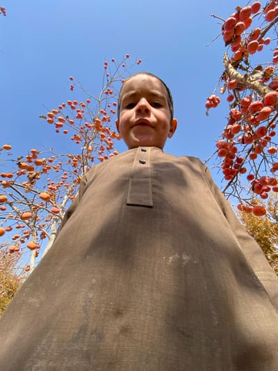 A low-angle portrait captures a young boy with a cheerful expression, smiling directly at the camera. His face is positioned towards the upper left, while his upper torso, clad in a plain, long-sleeved brown tunic (likely a shalwar kameez with a buttoned placket and a stitched rectangular detail), extends across the frame. The fabric of his tunic shows some light stains or marks.

The scene is set outdoors under a clear, bright blue sky. Dominating the upper and lower sections of the image are tree branches, mostly bare of leaves, but heavily laden with numerous round, orange-red fruits, which appear to be persimmons. The presence of ripe fruit on leafless branches suggests the photograph was taken during late autumn or early winter, a typical harvest season for such fruits.

The perspective is from below, looking upwards, with the boy seemingly standing under the fruit-bearing tree. His happy demeanor contributes to a pleasant and candid atmosphere. There is no visible text in the image. This scene, set in Bazar-e Panjva'i, Afghanistan, reflects a moment of daily life, likely under a fruit tree common to the region.