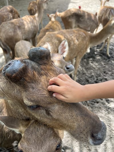 In a muddy enclosure in Choeng Thale, Thailand, a human hand gently pets the head of a deer. The deer's fur is a mix of brown and tan, and it has a prominent, dark-colored growth on its forehead. Other deer are visible in the background, some standing and others lying down. The ground appears to be composed of dirt and sand.