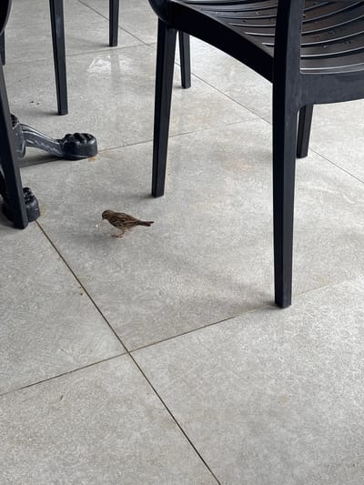 A small brown bird with a striped breast pecks at crumbs on a tiled floor in Alanya, Turkey. The bird is positioned between the legs of black outdoor chairs. The floor is made of large, light-grey tiles with visible grout lines. The legs of the chairs are black and appear to be made of metal or plastic. The scene is lit by natural light, casting subtle shadows.