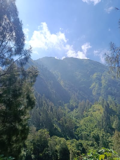 The image captures a vast mountain landscape under a bright blue sky with scattered white clouds. The foreground is dominated by the dark silhouette of evergreen trees, with their feathery needles catching the sunlight. These trees frame the view of a massive, verdant mountain that occupies the background. The mountain's slopes are densely covered with a mix of trees and vegetation, appearing to be a lush forest. The terrain is uneven, with visible contours and shadows suggesting steep inclines and valleys. The overall impression is one of natural beauty and tranquility. Based on the provided context, this scene is located in Ngadirejo, Indonesia.