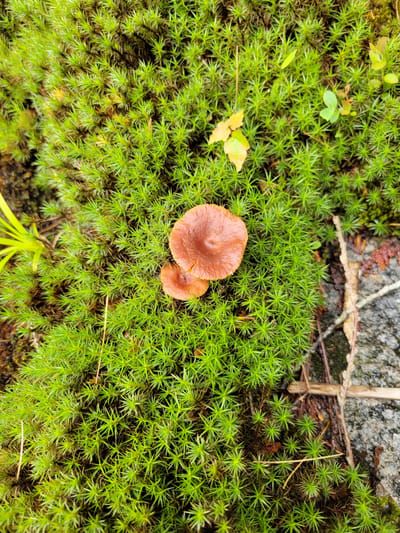 This is a close-up, overhead shot of a patch of vibrant green moss, likely in a forest or natural area within Saint-Alban, Canada. Two small, reddish-brown mushrooms are visible nestled within the moss. The larger mushroom is centrally located, with a smaller one positioned below and to its left. The moss is dense and has a star-like appearance due to its structure. In the background, there are hints of fallen leaves, a rough gray rock, and a few thin twigs or branches. The overall impression is one of a damp, natural forest floor.