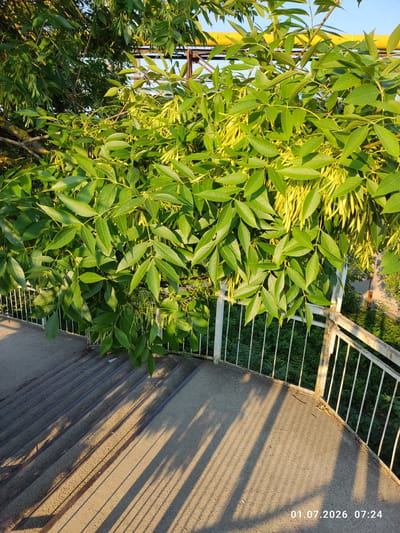 This is a medium-shot, high-angle outdoor photograph taken in Bălți, Moldova. The image features a concrete staircase with metal railings that curves to the right. The staircase is illuminated by the warm light of the sun, casting long shadows from the railings and leaves onto the steps. Lush green foliage, including leaves and seed pods, hangs over the railing and the top of the stairs. In the background, a yellow pipe supported by metal structures is visible, suggesting an industrial or infrastructure setting. The overall scene is dominated by natural elements of the tree and man-made structures of the staircase and pipe. The timestamp "01.07.2026 07:24" is visible in the bottom right corner of the image.