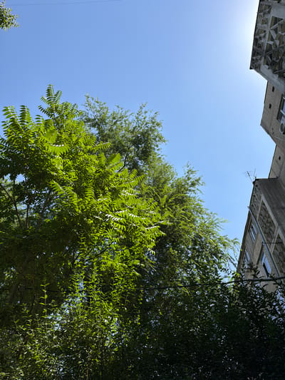In Shymkent, Kazakhstan, a bright, clear blue sky dominates the upper portion of the image, with the sun faintly visible in the upper right quadrant, creating a slight glare. A large, dense green tree with intricate leaf patterns occupies the left and central parts of the frame, its leaves illuminated by the sunlight. To the right, portions of two buildings are visible. The building in the foreground is a multi-story concrete structure with a distinct geometric facade pattern on its upper section. Below this, another building section is visible, appearing to be made of brick or a similar material, with several windows. An air conditioning unit is attached to this building. A television antenna is mounted on the roof of the geometric-patterned building. The image is taken from a low angle, looking upwards towards the sky and the upper parts of the trees and buildings.