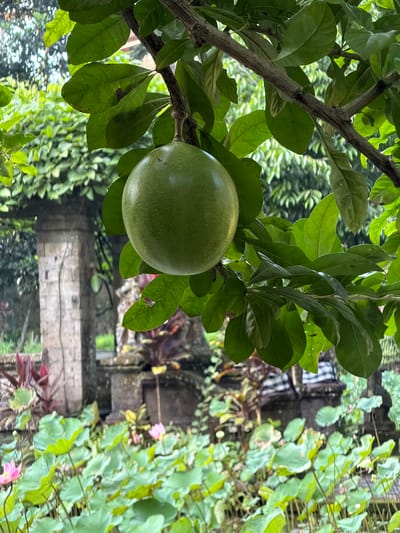 A round, green fruit hangs from a branch, surrounded by lush green leaves. In the background, a stone structure with intricate carvings stands beside a pond filled with water lilies. The scene is bathed in natural light, suggesting an outdoor setting in a tropical environment. The overall impression is one of natural beauty and tranquility, with a hint of cultural heritage due to the architectural elements.