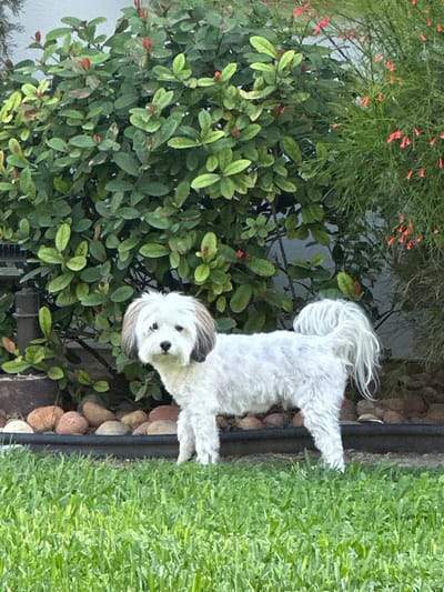 The scene depicts an outdoor residential garden in McAllen, United States of America. A small, white, domestic dog stands in the midground, facing directly towards the viewer. The dog has a short-clipped white coat on its body, with longer, primarily white fur on its face, and notable grayish-brown fur on its ears and the crown of its head. Its tail is long, white, and curled upwards over its back. Its eyes and nose are dark.
The foreground consists of manicured green grass. A dark-colored landscape border separates the grass from a bed of smooth, rounded river stones, varying in shades of light brown and reddish-brown. Behind the stones, to the left, a dark planter is partially visible. The background is dominated by dense foliage: a large shrub with green leaves and small reddish-orange buds or flowers occupies the left and central-right, while a separate plant with fine, wispy green stems and numerous tubular, vibrant red-orange flowers is visible on the far right. A light-colored surface, possibly a wall or fence, is partially visible behind the foliage. The scene is illuminated by natural daylight.
