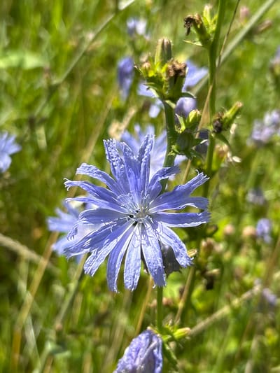 A close-up, eye-level shot captures a single, open blue chicory flower (Cichorium intybus) in sharp focus against a softly blurred background of green grass and other plants. The flower, positioned slightly right of the center, displays delicate, ray-like petals with a ruffled edge, radiating from a central disc. The petals are a vibrant shade of blue, with some appearing slightly lighter or darker due to the lighting. The stem supporting the flower is visible, along with several unopened buds and dried seed heads further up the stalk. The surrounding environment suggests a natural setting, likely a meadow or field in Lubiszewo Tczewskie, Poland, with other blurred blue flowers visible in the distance, adding to the impression of a blooming landscape. The sunlight illuminates the scene, creating a bright and airy atmosphere.