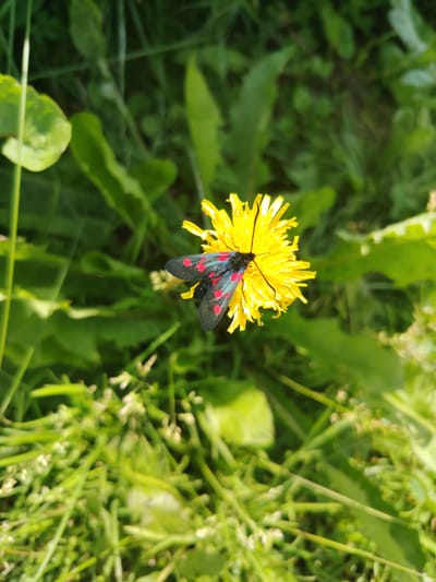A close-up, eye-level shot captures a Six-spot burnet moth resting on a bright yellow dandelion flower. The moth, with its black wings marked by six distinct red spots on each side, is positioned on the right side of the flower's bloom. The dandelion, a common weed, is surrounded by lush green grass and foliage, suggesting an outdoor setting, possibly a park or garden. The background is softly blurred, drawing attention to the moth and flower. The lighting indicates a sunny day, casting a gentle glow on the scene. The location is identified as Bulananash, Russia.