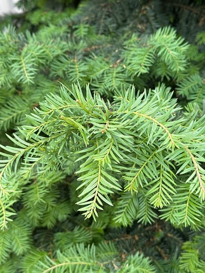 The image shows a close-up of the green needles and branches of a yew tree. The needles are a light to medium green and are arranged densely along the branches. The setting appears to be outdoors. The location is City of Zagreb, Croatia.