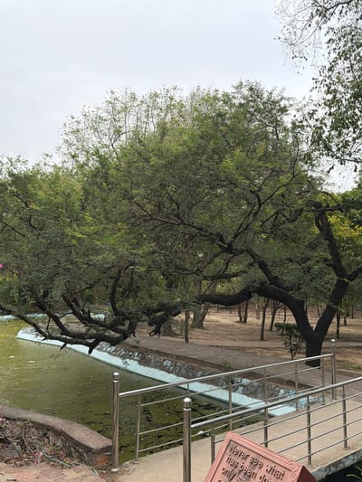 This is a photograph of a pond with a weathered tree in the foreground, its branches extending over the water. The pond's surface is covered in green algae and scattered with fallen pink petals. A stainless steel railing runs along the edge of the pond, bordering a concrete walkway. To the right of the railing, a pink, rectangular plaque is partially visible, bearing the engraved text: "Never see what has been done, only see what is to be done." The background shows a sandy path and other trees, suggesting a park or garden setting. The lighting appears to be natural daylight, possibly overcast. The overall impression is one of a peaceful, natural scene with a touch of contemplative reflection inspired by the inscription.