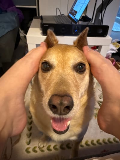 A tan dog is being held in the palms of human hands, with its head facing directly at the camera. The dog has brown eyes, a black nose, and its tongue is partially visible. The background is cluttered and includes a laptop, speakers, and furniture. The location is unknown.