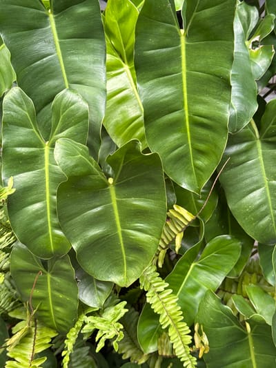 This media file is a close-up, overhead shot of lush green foliage, likely taken outdoors in a tropical environment given the location context of Tegallalang, Indonesia. The primary subjects are the large, glossy leaves of a philodendron plant, characterized by their elongated, heart-like shape and prominent, lighter green central veins. These leaves are densely packed, creating a rich tapestry of green. Interspersed among the larger leaves are delicate fronds of a fern, adding a contrasting texture and a brighter, more vibrant green hue. The fronds are thin and feathery, with many small, segmented leaflets. The lighting suggests it is daytime, with natural light illuminating the scene, creating subtle highlights and shadows on the leaves that emphasize their forms and textures. There are no people or discernible objects other than the plants. The overall impression is one of abundant natural growth and verdant beauty, indicative of a humid, tropical climate. The specific time of day and weather are not explicitly indicated, but the bright, diffused light suggests it is not harsh midday sun. There is no visible text in the image.