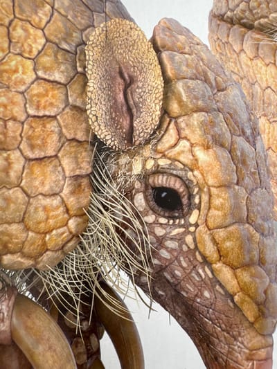 The image is a close-up photograph of an armadillo, likely a stuffed specimen or a meticulously detailed artwork. The subject is an armadillo, a mammal known for its bony, segmented armor. The focus is on the animal's head, specifically its eye, snout, and protective plates. The eye is small and dark, with a reptilian appearance. Surrounding the snout are stiff, white bristles, adding a textural contrast to the leathery skin and hard shell. The armadillo's body is covered in numerous hexagonal plates, colored in shades of brown and tan, giving it a textured, almost mosaic-like appearance. The lighting is even, suggesting an indoor setting or overcast conditions, with no strong shadows. There are no visible people, text, or contextual clues to indicate a specific time of day, weather, or location beyond the provided context of Gandia, Spain. The image's composition emphasizes the intricate details of the armadillo's natural armor and facial features, highlighting its unique biological characteristics.