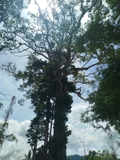 The image depicts a scene dominated by a large, mature tree with extensive branches, seen from a low-angle perspective looking upwards towards a cloudy sky. The tree's trunk is thick and textured, with some foliage clinging to its upper sections. Intertwined with the tree's branches, and also framing the scene, are lighter-colored, sparser branches and green foliage from other trees. In the lower left quadrant, a tall, lattice-like telecommunications tower is visible, suggesting the presence of modern infrastructure within what appears to be a natural or semi-rural environment. The sky is a mix of blue and white clouds, with bright sunlight filtering through the canopy of the main tree, creating some lens flare. In the distance, a treeline and a faint outline of hills can be discerned. The setting appears to be Baan Harn, Thailand, indicated by the presence of tropical vegetation and the general landscape. No people or animals are present in the frame. The overall impression is one of nature's grandeur juxtaposed with man-made structures.