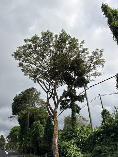 The image depicts a street scene in Kintamani, Indonesia, characterized by lush vegetation and a slightly overcast sky. A large tree with a textured, moss-covered trunk dominates the foreground, its branches spreading wide. To the right of the tree, a tall, slender pole with power lines is visible, also partially covered in vines. In the background, a row of trees lines the side of a paved road, which curves to the left. The road appears to be a two-lane street with some vehicles visible in the distance. The overall impression is one of a tropical environment with abundant plant life.
