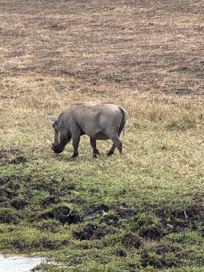 An African wild pig stands in a grassy, open field. The pig is gray with short legs and a curved tail. The field transitions from dry, brown grass on the left to green grass and muddy patches on the right, possibly indicating a watering hole nearby.