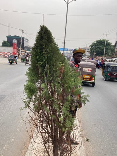 The image depicts an urban street scene in Aba, Abia, Nigeria, under a hazy, overcast sky. In the foreground, a tall, conical evergreen tree with green foliage on its upper section and sparser, brown branches on its lower trunk stands on a light grey concrete median.
Partially obscured by the right side of this tree, a Black adult male is visible, facing the camera with a neutral expression. He wears a yellow and black baseball cap reversed, a multi-colored plaid shirt, and dark trousers. A small, dark object is held in his left hand, which is bent at the elbow.
To the left of the tree, a cracked asphalt road extends into the background. Multiple auto-rickshaws (Keke Napep) are present on the road, generally oriented away from the camera. Two green auto-rickshaws are on the far left, while a brown auto-rickshaw displaying "ORIS" branding is directly behind the partially obscured man. Another green auto-rickshaw is visible on the far right of the road.
In the far left background, a dark building with a prominent red "CHAN OIL" sign is visible, along with multiple utility poles and overhead power lines. On the far right background, a group of pedestrians is discernible on the roadside, with additional vehicles in the distance. A tall, light grey metal utility pole stands vertically in the midground, to the right of the tree.