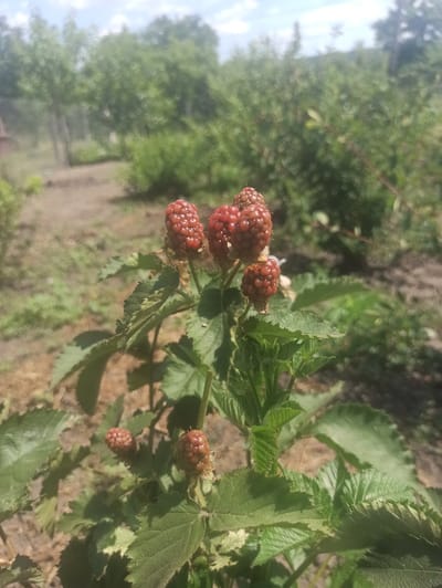 A close-up, outdoor, slightly overcast daytime shot showcases a blackberry bush with several ripening berries in the foreground. The berries are clustered on a stem, with some appearing more red and others a deeper, reddish-brown. The leaves of the bush are green and serrated. The background is blurred, suggesting a rural or garden setting with green foliage and a dirt path or ground. There are no people or animals visible in the image. The location is identified as Moldoveanca, Moldova.