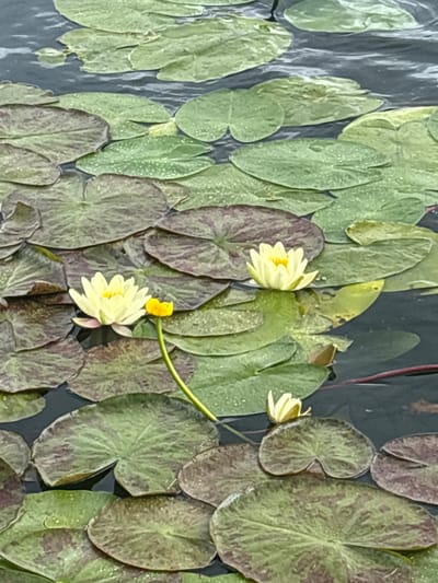 The image depicts a close-up view of a body of water, likely a lake or pond, with numerous lily pads and several yellow water lilies. The lily pads are a mix of green and reddish-brown hues, some appearing wet with small water droplets on their surfaces. The water is dark and reflects the surrounding foliage. Two prominent yellow water lilies are in focus in the center and left of the frame, with a third smaller one towards the right. A yellow lily bud is also visible on a stem extending upwards. The overall impression is a serene natural scene, characteristic of the tranquil waterways found in and around Plau am See, Germany.