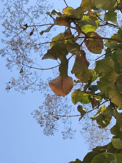 The image captures a view looking upwards through the branches and leaves of a tree in Puttaparthi, India. The leaves are predominantly green with some showing signs of yellowing or browning, indicative of changing seasons. Intersperesed with the leaves are clusters of small, pale, dried seed pods or flowers on slender branches. The background is a clear, blue sky. The scene appears to be taken during daylight hours.