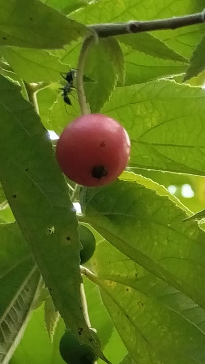 The image shows a close-up of a branch on a tree, laden with green leaves and a single ripe, red fruit. An ant is visible on the branch, near the fruit, appearing to be walking. The fruit is round and red with a darker spot near the bottom. The leaves are large and green, with visible veins. The background is out of focus, but appears to be a bright, possibly sunny day, with hints of lighter green and white suggesting more foliage and light. The scene is outdoors, likely in a natural setting given the presence of leaves, fruit, and an ant. There is no text visible in the image. The overall impression is a natural, close-up view of a fruit on a tree, with an ant as an incidental detail. The context of Cotentung, Indonesia suggests a tropical or subtropical environment.