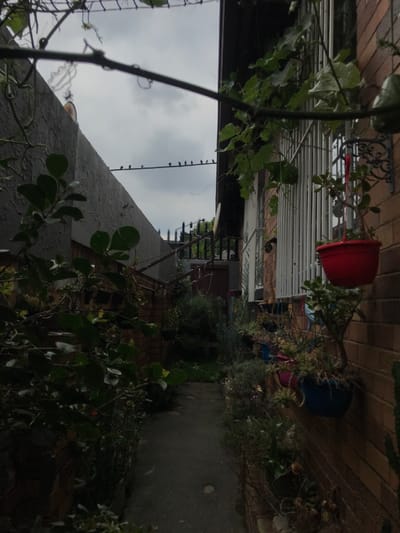An outdoor passageway, likely an alley or side yard, is depicted under an overcast sky in Johannesburg, South Africa. To the left, a tall, grey-painted wall runs parallel to a reddish-brown brick building on the right. Green foliage partially obscures the lower section of the grey wall and frames the foreground. The brick building features a window secured by white vertical bars. A red hanging planter, containing a green plant, is affixed to the brick wall via a dark, ornate metal bracket. Multiple other potted plants, in various colored containers, line the base of the brick wall. Vines with green leaves grow near the window. Over the top of the passage, a thin horizontal line or wire stretches between the structures, on which approximately eleven small, dark-colored birds are perched, evenly spaced. The ground of the passageway is a dark paved path, receding into shadow. In the distant background, security spikes or fencing are visible atop another structure. No individuals are present.