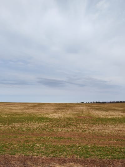 The image shows a flat, open field under an overcast sky. The field's surface is a mixture of brown soil and sparse green vegetation. In the distance, a line of trees is visible on the horizon. There are no people or animals present. The location is presumably near Нечкино, Russia, based on the prompt.