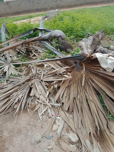 The image depicts a pile of dried palm fronds and several logs of wood lying on the ground. The fronds are predominantly brown and brittle, fanned out in various directions, suggesting they have fallen from a palm tree. Some of the fronds are large and fan-shaped, characteristic of certain palm species. Interspersed with the fronds are pieces of wood, some appearing to be remnants of tree trunks or branches, with rough bark and weathered surfaces.
In the background, there is an area of lush green vegetation, possibly grass and small bushes. Beyond the vegetation, a brick wall is visible, suggesting a boundary or a structure. Further in the background, a light-colored, possibly concrete, block can be seen. The ground in the foreground is a mix of sandy soil and small stones.
The scene appears to be outdoors, likely in a rural or semi-rural setting. There is no clear indication of the time of day, but the lighting suggests it might be daytime with diffused light, possibly overcast or late afternoon. No people are visible in the image. The overall impression is one of natural debris and discarded materials. The presence of dried plant matter and wood suggests a natural process of decay or a recent event that led to their accumulation, such as pruning or a storm. The setting in Howayi, Nigeria, places this scene within a tropical or subtropical environment where palm trees are common.
