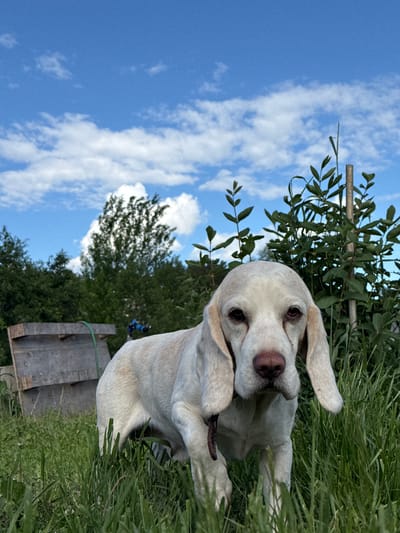 A light-colored dog stands in tall green grass, looking directly at the camera. The dog has long, floppy ears and a pinkish-brown nose. In the background, there are trees and a blue sky with white clouds. To the left of the dog, there is a wooden structure, possibly a shed or a fence. The scene appears to be outdoors, likely in a rural or natural setting. There is no indication of the specific location being Rusalevka, Russia, as this information is not present in the visual data.