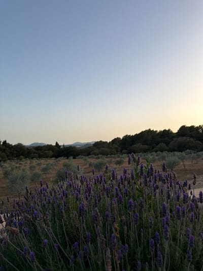 In the foreground, a dense cluster of purple lavender plants with tall stalks and visible flower spikes occupies the lower portion of the frame. Behind the lavender, a landscape unfolds under a clear, pale blue sky that transitions to a warm, soft yellow glow near the horizon. The middle ground features rows of olive trees, their silvery-green foliage casting soft shadows on the dry, earthy ground. Further in the background, a line of dark green trees forms a dense forest against a backdrop of rolling hills and distant mountains. The scene is devoid of any people or animals. The location is identified as Artà, Spain.
