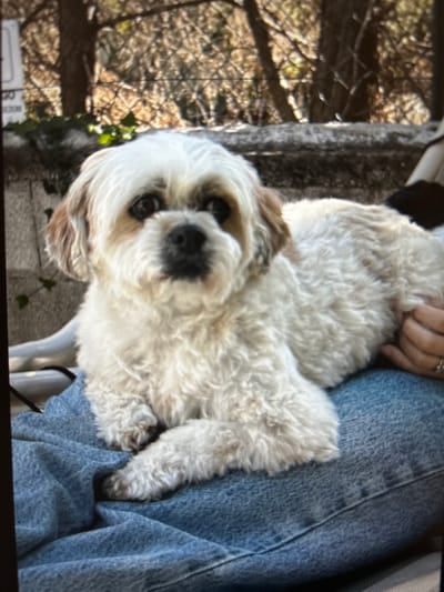 A small, fluffy white dog with brown markings on its ears and face is lying on a person's lap, which is covered by blue denim jeans. The dog is facing the camera with its head slightly tilted. In the background, there is a stone wall with some greenery and trees behind it. The overall setting appears to be outdoors, possibly a garden or patio area. There is no information available to suggest this location is in Castellammare del Golfo, Italy.